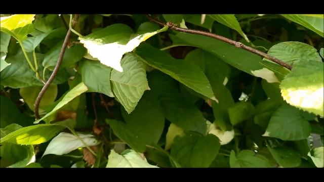 Киви растет у меня в саду. Это красивая и плодоносящая лиана Актинидия. смотреть онлайн