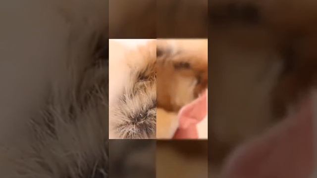 Белые ботильоны; зимние ботинки для маленьких девочек; детская зимняя теплая обувь ботиночки смотреть онлайн