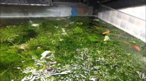 Разведение данио.