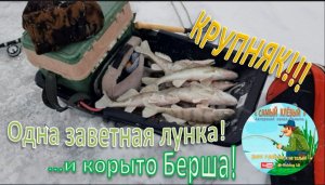 Усть - Бельск. ИСКАЛ и нашёл заветную лунку! Вся рыба с одной лунки.