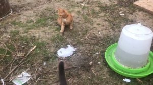 Размножение и содержание кроликов на свободном выгуле в вольере. Веселые кролики. Дачная Жизнь ТВ.