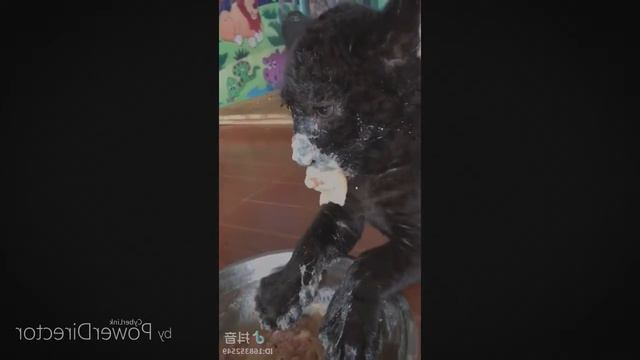 Самое популярное видео в интернете ♥ Забавные животные ♥ Забавные моменты с собаками, кошками и жив смотреть онлайн