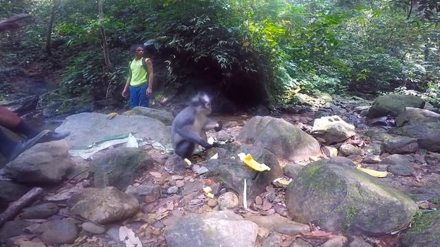 Orangutans In Bukit Lawang, Sumatra. GoPro Hero 4