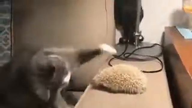 Ну как тебя погладить