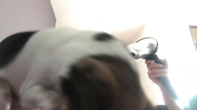 VLOG/Влог день:2 Купаю собаку| У чихуахуа банный день| Домашнее задание по химии| Вечерняя прогулка смотреть онлайн