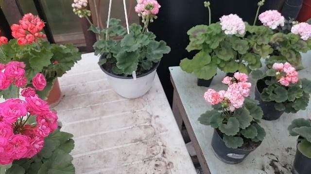 Розебудные пеларгонии размножаются только черенкованием! Режем малочисленные черенки на продажу. смотреть онлайн