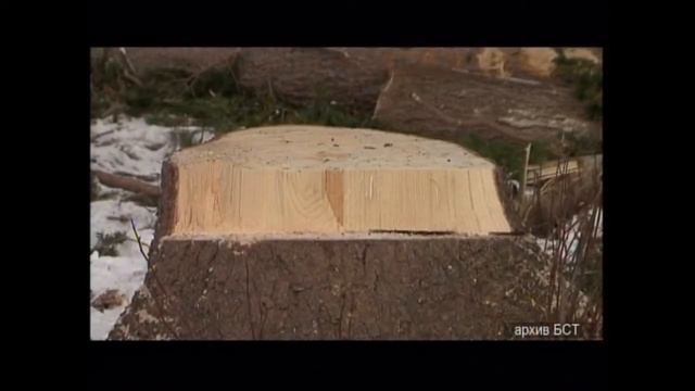 В Братске осудили гражданина Таджикистана за незаконную заготовку древесины смотреть онлайн