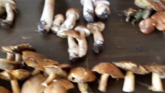 немного грибов смотреть онлайн