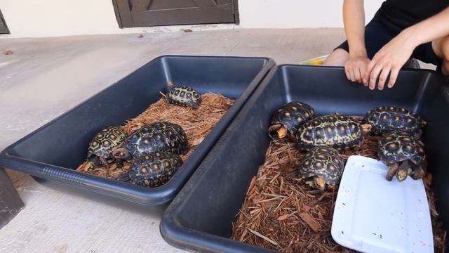 DEADLY PARASITES FOUND INSIDE MY TORTOISES ! WHAT NOW ?! смотреть онлайн