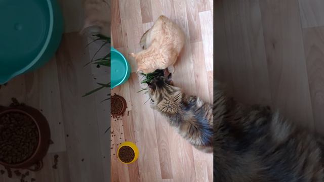 Едят траву четыре 3 августа 2019 смотреть онлайн