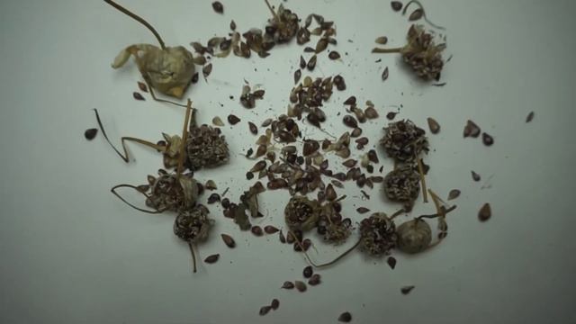 Чеснок. Выращивание чеснока из бульбочек. смотреть онлайн