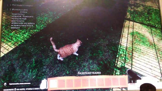 открыл свой приют для животных(Animal shelter) смотреть онлайн