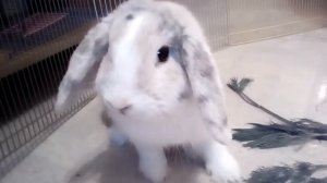 Плюсы и минусы декоративных кроликов )