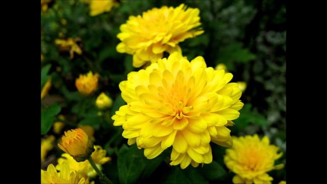 Chrysanthemum morifolium as Antiviral Pink Noise Audio смотреть онлайн