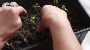 ТОМАТЫ ВЗОШЛИ ЧТО ДЕЛАТЬ ДАЛЬШЕ? Как ухаживать за рассадой помидор чтобы росла низенькой и не болел