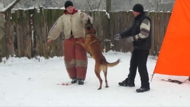 Малинуа. Бельгийская овчарка. Большой Русский Ринг смотреть онлайн