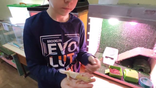 Пятнистый эублефар - геккон смотреть онлайн