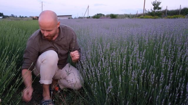 Сравнение лаванды и лавандина для флористики смотреть онлайн