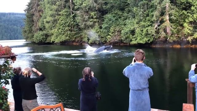 киты порадовали туристов вынырнув прямо перед домом смотреть онлайн