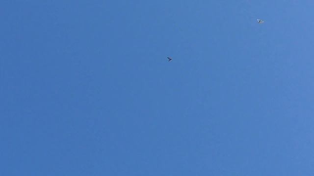 Голуби привели чужих пискунов/Brought foreign pigeons смотреть онлайн