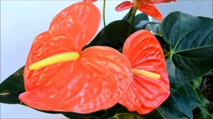 Антуриум Чемпион Оранжевый - Anthurium Orange Champion (Оранж Чемпион)