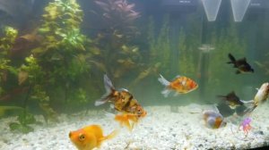 Золотые рыбки в аквариуме. Golden finish in aquarium.