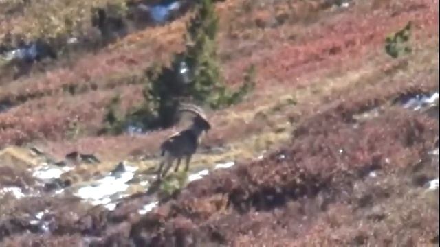 Сибирский козерог смотреть онлайн
