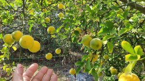 Цитрусовые растут в Азове, Понцирус трифолиата (Poncirus trifoliata)