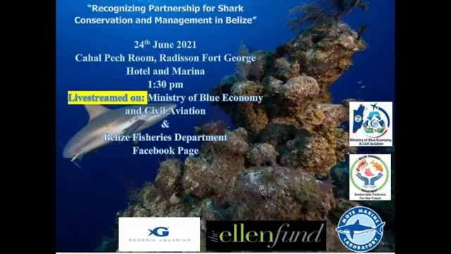 Shark Conservation and Management in Belize смотреть онлайн