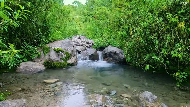 Sounds of the forest, singing birds in the morning, forest stream, soothing sounds of nature смотреть онлайн