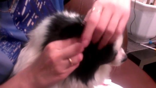 Как почистить уши собаке от ушных пробок. смотреть онлайн