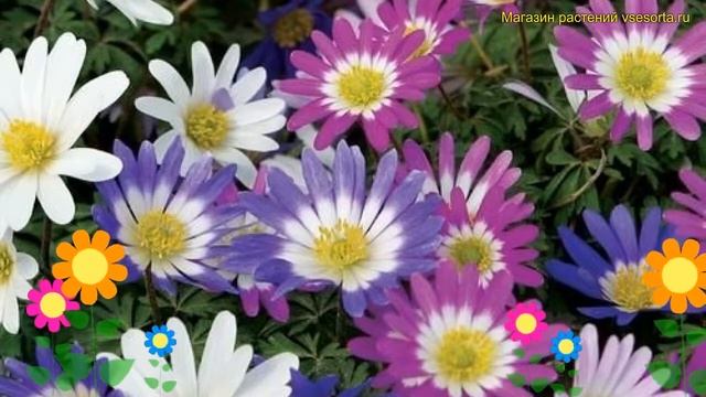 Анемона обыкновенная Бланда Микс. Краткий обзор, описание Anemone Sylvestris Blanda Mixed