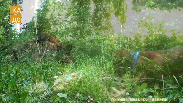 Видео обзор фотоловушки Филин 120 смотреть онлайн