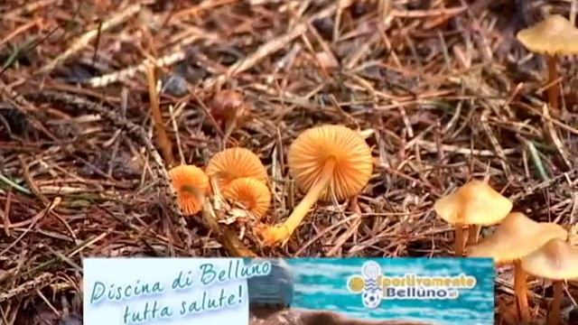 Mycena aurantiomarginata @ Conoscere i funghi 05.09.2013 смотреть онлайн