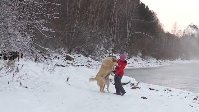 Алабай - все, что нужно знать о породе смотреть онлайн