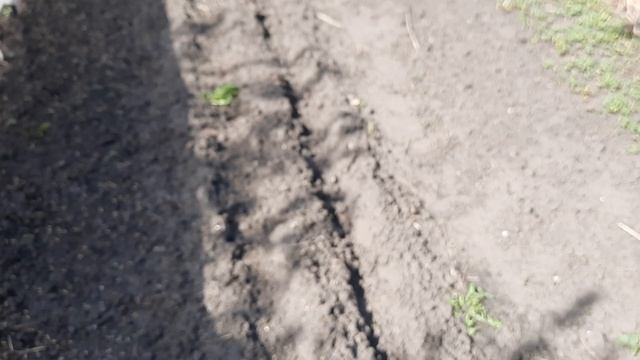 Посадка лука эксибишн 5.05.2021г смотреть онлайн