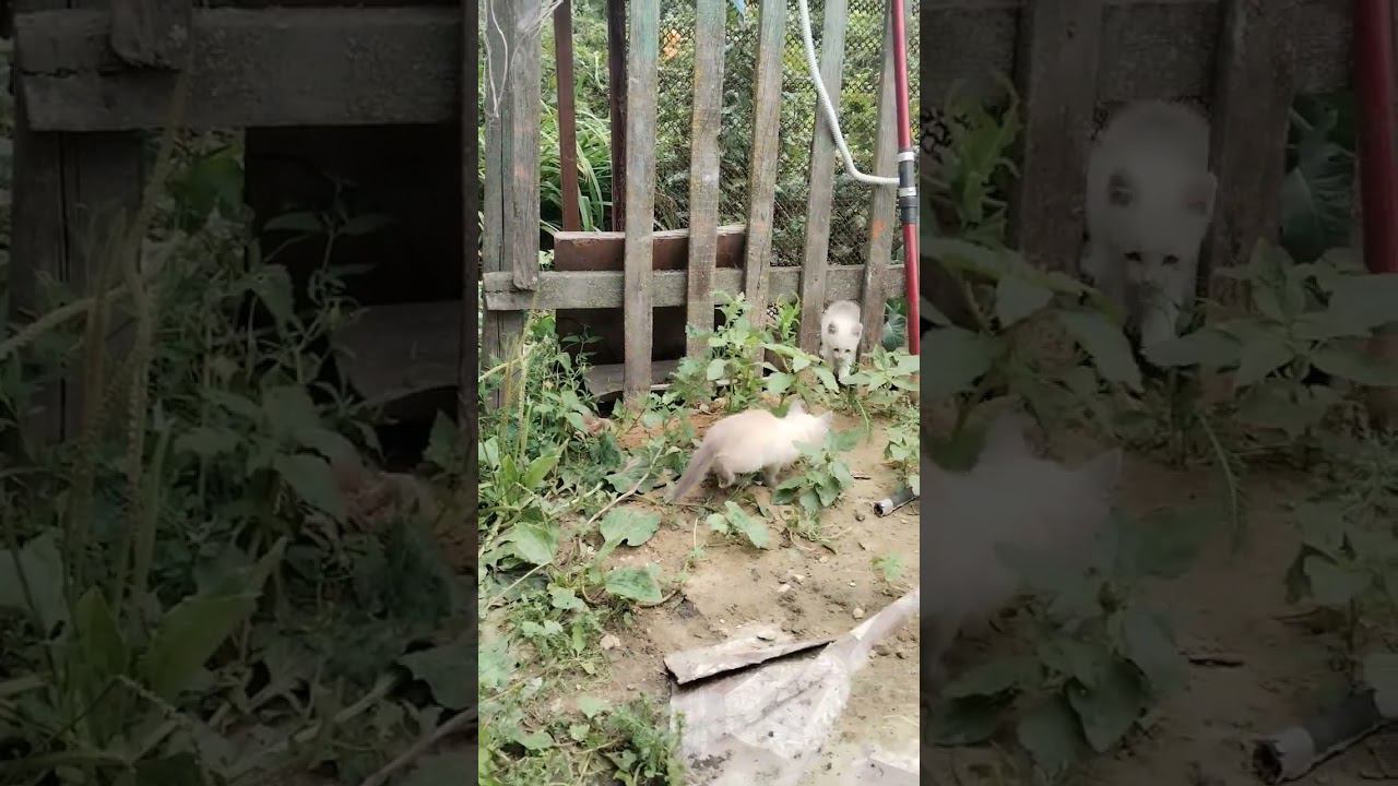 котята 2 смотреть онлайн