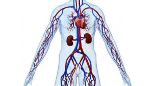 ЧТО БУДЕТ если ПРИСЕДАТЬ  каждый  ДЕНЬ