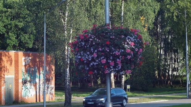 P1010451 Цветочные подвесы на мачтах уличного освещения. 26.08.2019 г. смотреть онлайн