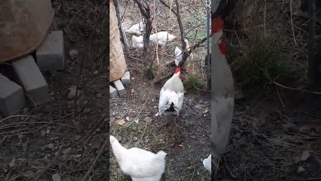 Гонка петушиная! #курынесушки #chick #куры #молодняк #петухи #свободныйвыгул смотреть онлайн