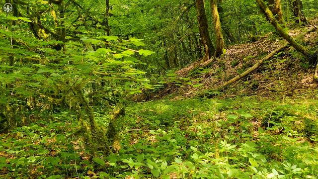 Пение птиц в утреннем горном лесу.Природа, Лес, Птицы смотреть онлайн