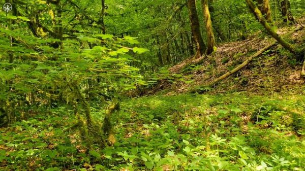 Пение птиц в утреннем горном лесу.Природа, Лес, Птицы