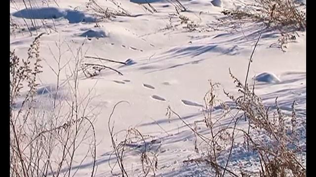 Пересчет ведется по следам смотреть онлайн
