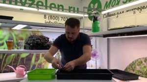 Амарант красный - как вырастить идеальную микрозелень?