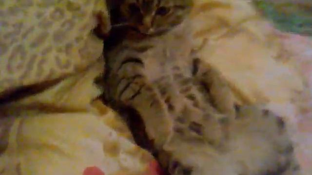 кошка в депрессии смотреть онлайн