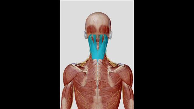 Главная причина боли в шее смотреть онлайн