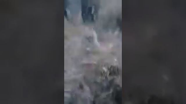 В Таласской области люди поймали снежного барса смотреть онлайн