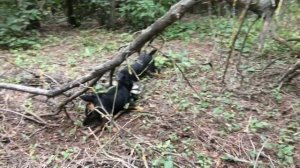 Схватка ягдтерьеров с барсуком. Спасение барсука 18+