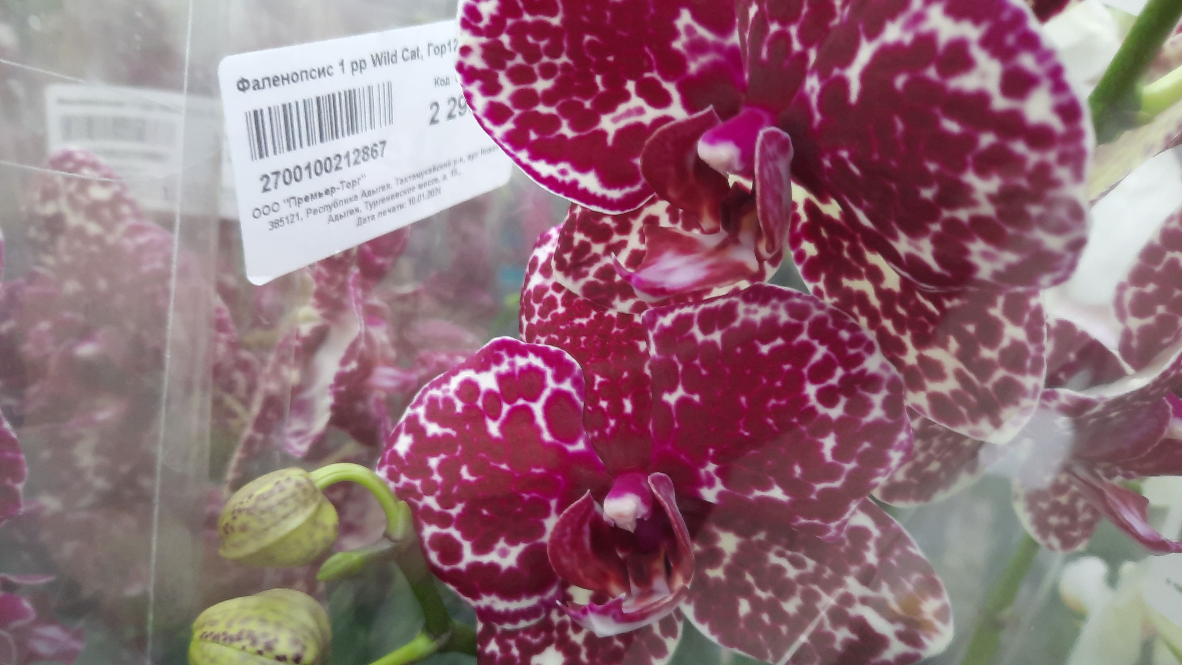 ОРХИДЕИ В ПЛАНЕТЕ ЛЕТА//19.01.24// смотреть онлайн