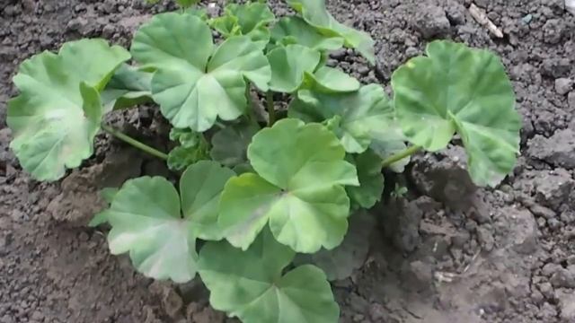 Советы Для Огорода